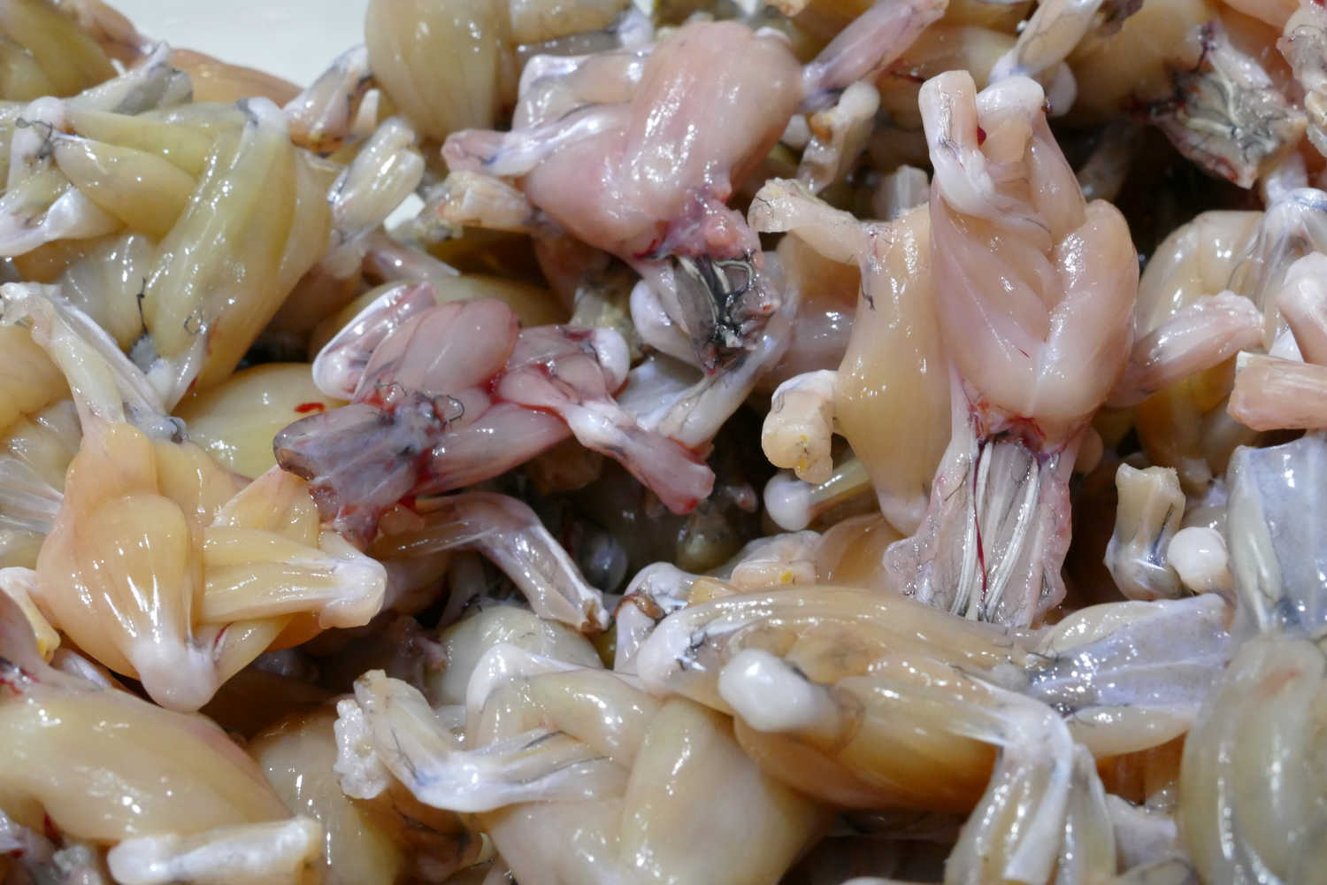 Les cuisses de grenouilles, Courte saison mais intense